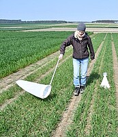 Comparative biodiversity tests in winter wheat; left: standardized catches by insect sweep nets and soil photoeclectors (© Kühne, JKI)