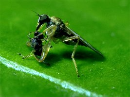 Predatory fly of the genus Platypalpus with frit fly (Oscinella frit) prey (© Kühne, JKI)
